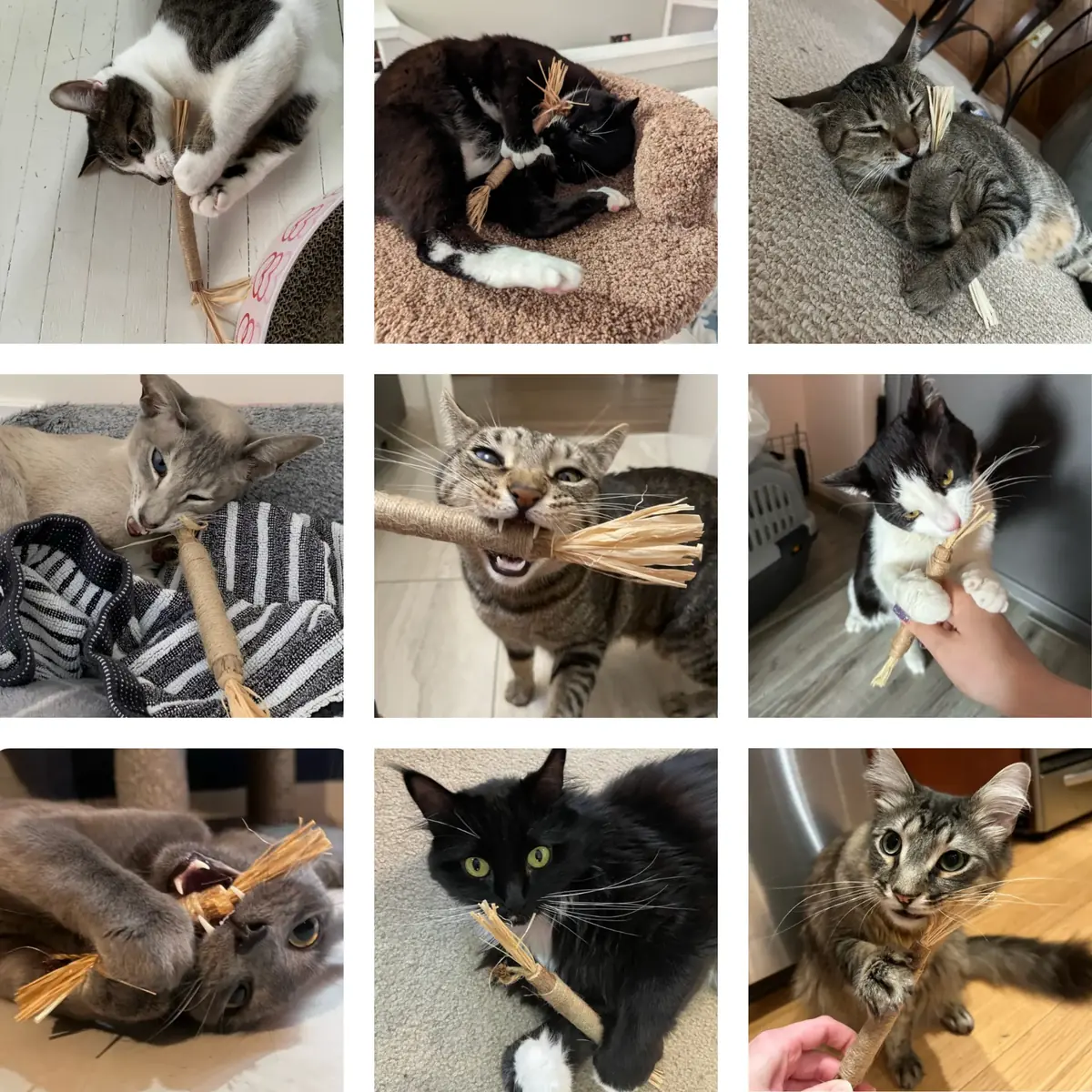 Gatos de clientes felices con sus sticks de matatabi