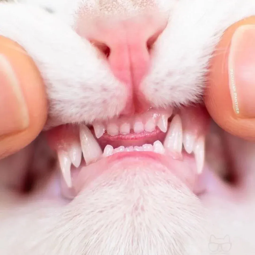 Dientes sanos de gato