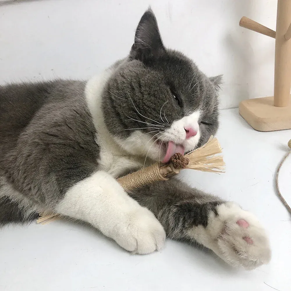 Gato relajado después de jugar