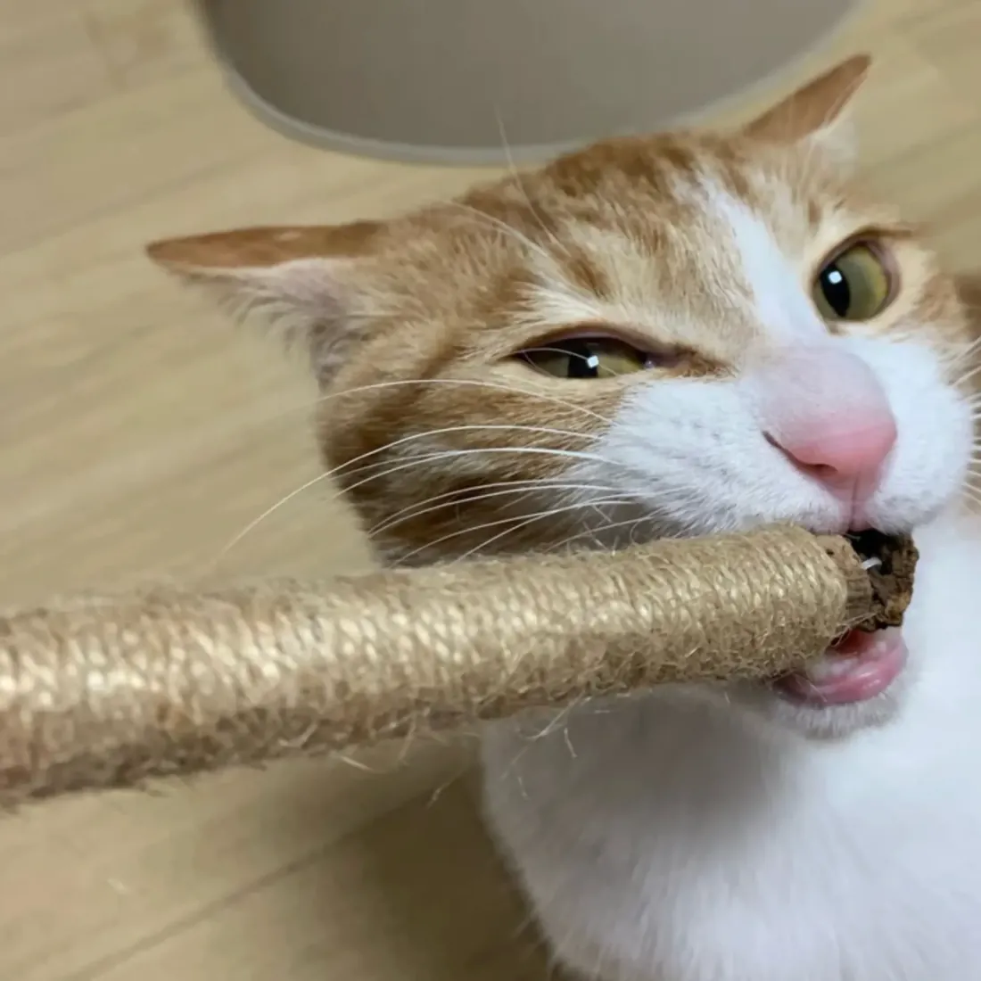Gato mordiendo el stick en lugar de cables